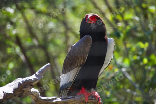 Preview: An extremely gorgeous raptor Bateleur Eagle with it's red face and feet and black and white feathers