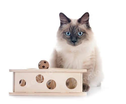 Preview: siberian cat in studio