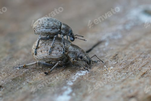 Preview: Closeup on two mating Liophloeus tessulatus weevils, sitting on wood