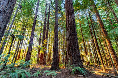 Preview: Low angle shot of the Rotorua redwood trees in new Zealand