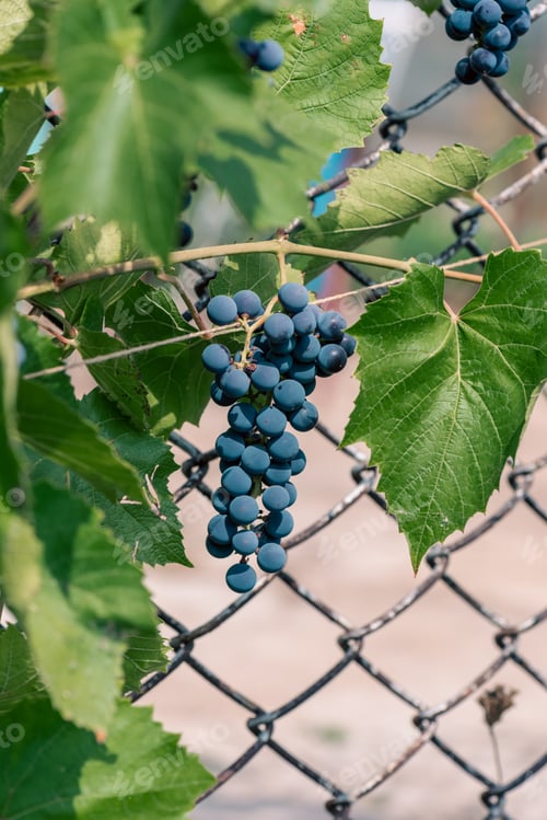 Preview: Blue Ripe Grapes on Vine