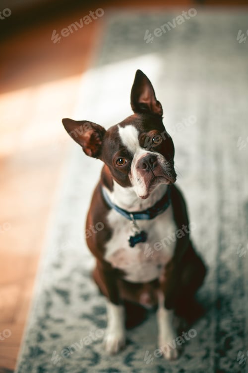 Preview: Portrait of Boston terrier, head cocked looking at camera