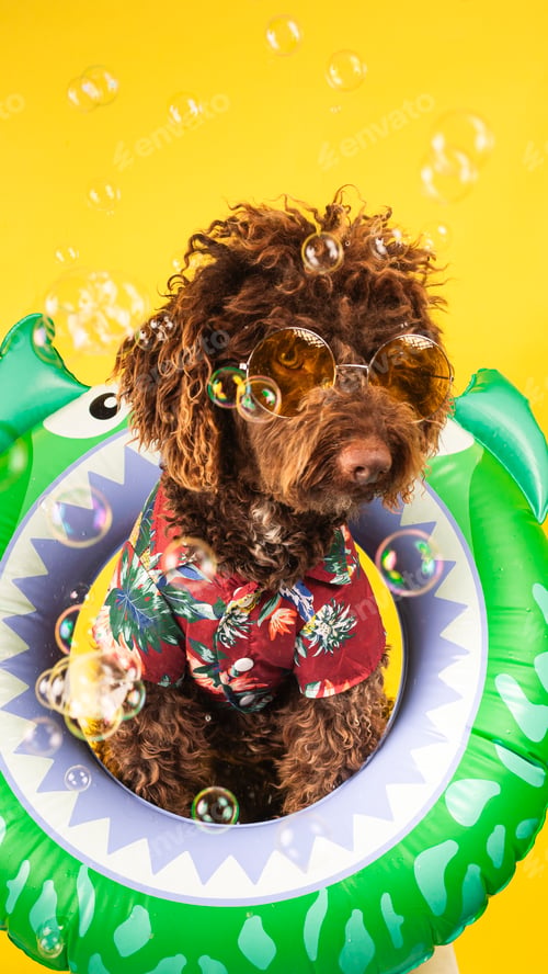 Preview: Dog wearing sunglasses and hawaiian shirt floating on inflatable ring surrounded by soap bubbles