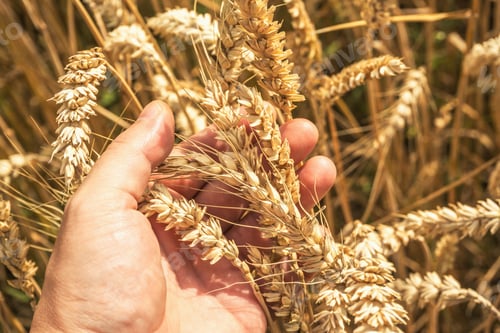Preview: Hand Holding Ripe Golden Wheat in Sunlight