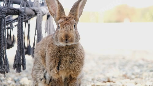 Preview: cute rabbit on the farm