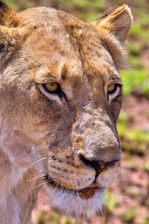 Preview: Lion, Rhino and Lion Nature Reserve, South Africa