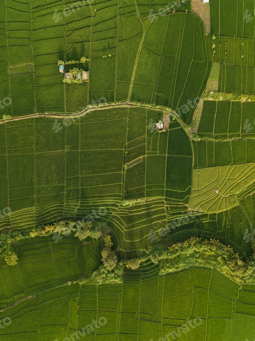 Preview: Aerial view of rice fields,Bali,Indonesia