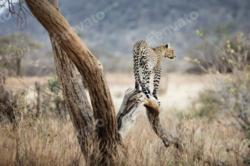 Preview: Leopard on a tree at sunset - Samburu National Reserve, North Kenya