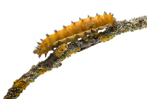Preview: Caterpillar of the Giant Peacock Moth, Saturnia pyri, on tree branch in front of white background