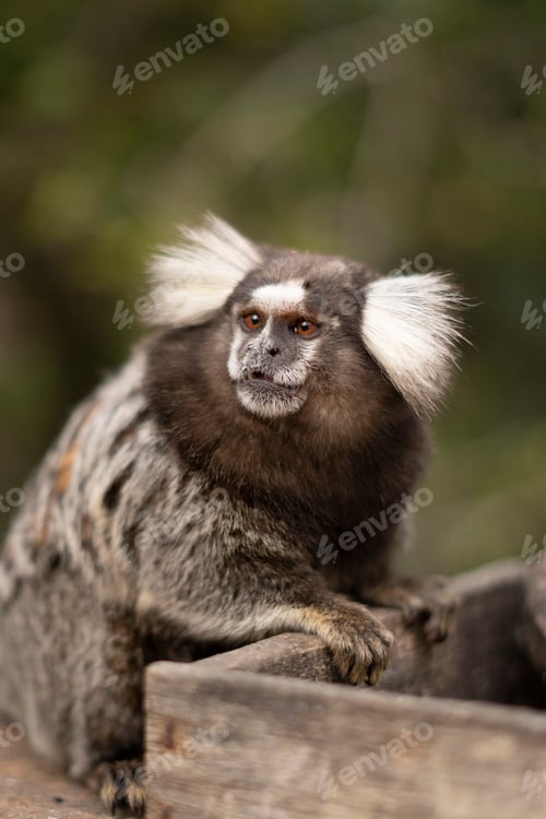 Preview: Monkey portrait