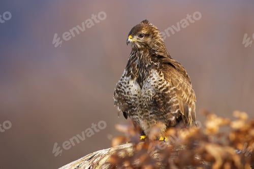 Preview: Majestic common buzzard sitting on the branch in autumn with leaves in foreground