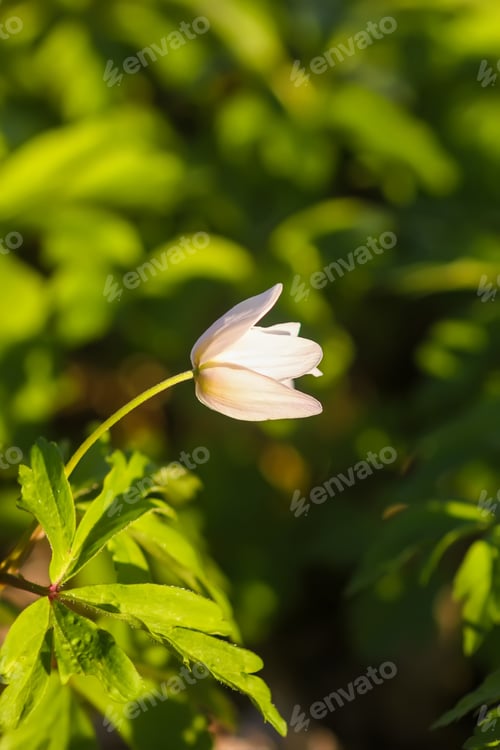 Preview: Anemone nemorosa in a wild spring forest. Beautiful white wildflowers.