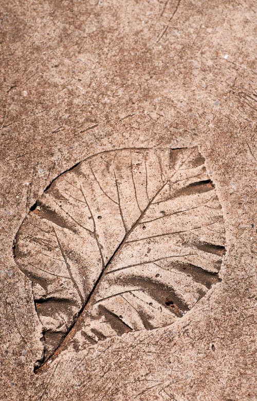 Preview: Leaf print on the cement floor