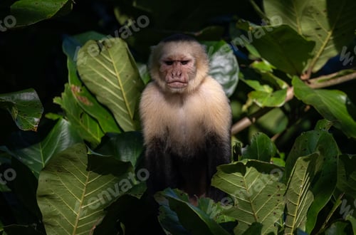 Preview: White-faced Capuchin Monkey in Costa Rica
