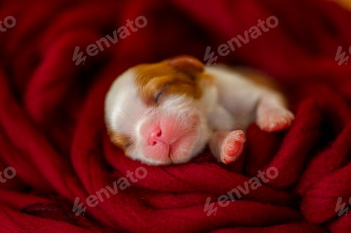 Preview: little cute newborn cavalier king charles spaniel puppy wrapped in scarf