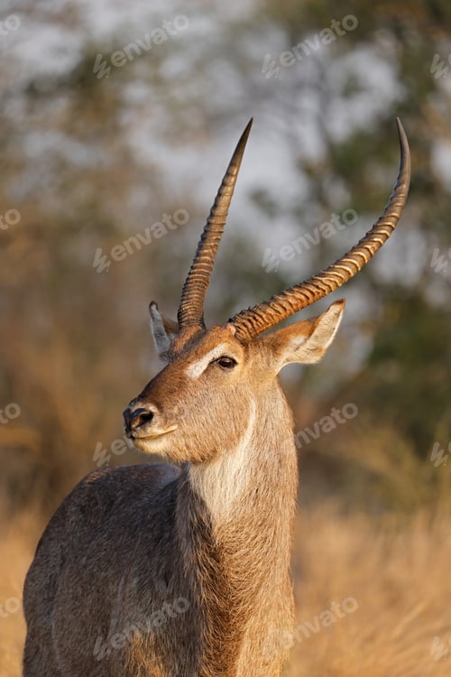 Preview: Portrait of a male waterbuck