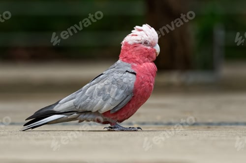 Preview: bird, cockatoo galah, parrot, pet
