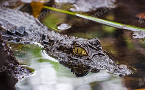 Preview: Closeup of Panama Caiman in its natural habitat in jungle, Bocas Del Toro