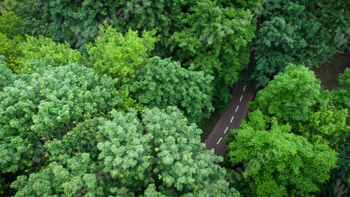 Preview: Road through the summer green forest, Aerial view