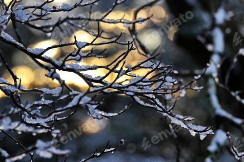 Preview: Golden hour winter sunlight through branches covered in snow