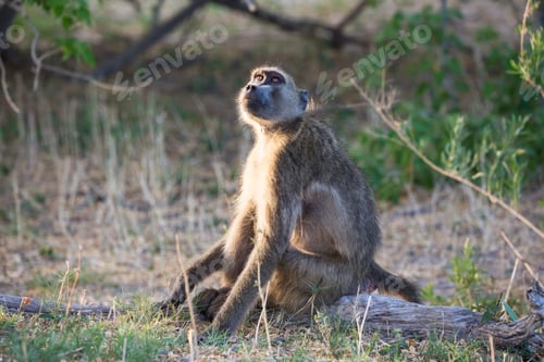 Preview: A baboon under the shade of a tree.
