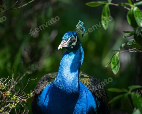 Preview: Vibrant blue peacock walking throuhg lush green foliage on a sunny day