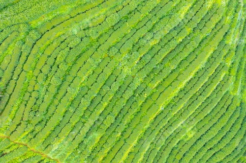 Preview: Tea or strawberry farm, agricultural plant fields. Rural area. Farm. Nature landscape background