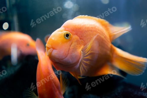Preview: beautiful orange-yellows with puffy cheeks swim in a beautiful blue aquarium