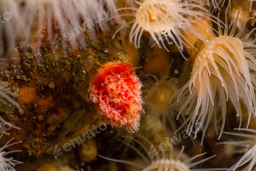 Preview: Macro Picture of an Anemone in Pacific Northwest Ocean