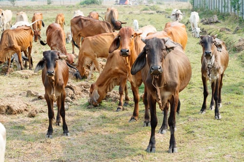 Preview: Cow in the green grass