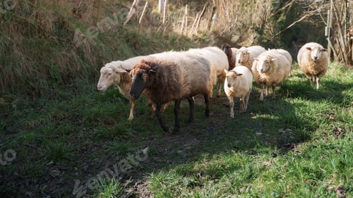 Preview: Sheep walking on a farm celebrating international workers' day