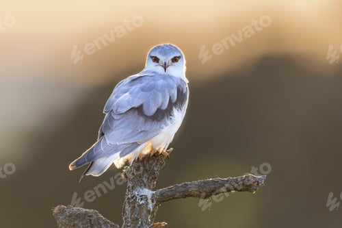 Preview: Black Winged Kite on Bright Background