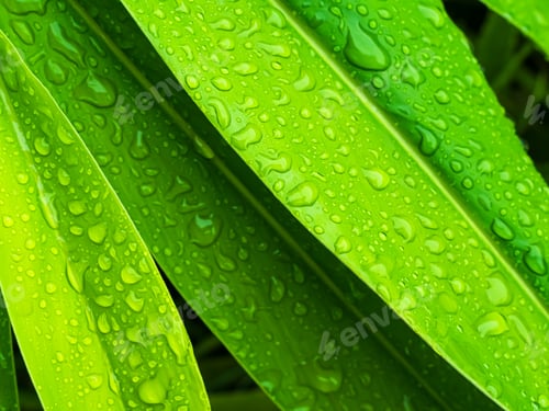 Preview: Dew Drop Water on Green Leaf Background