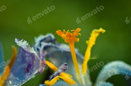 Preview: a violet crocus with frozen crystal on its leafs in spring