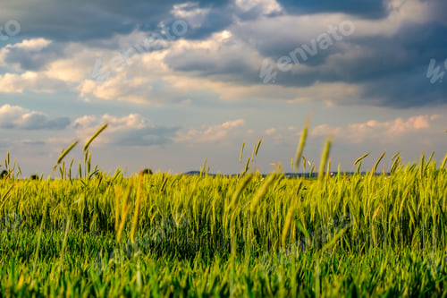 Preview: Green wheat field in warm sunshine under dramatic sky, fresh vibrant colors