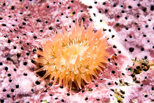Preview: Small juvenile anemone