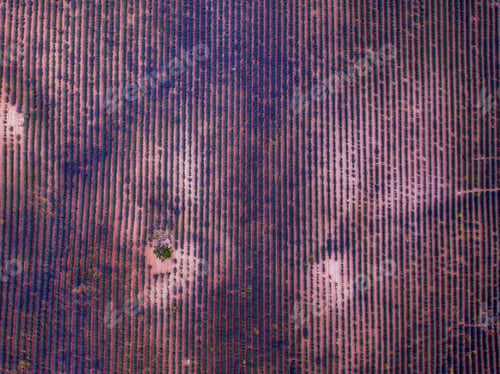 Preview: Aerial drone lavender field landscape in Castilla-La Mancha. Herbal fragrance used for aromatherapy