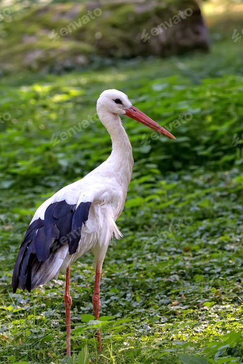 Preview: White stork in the wild