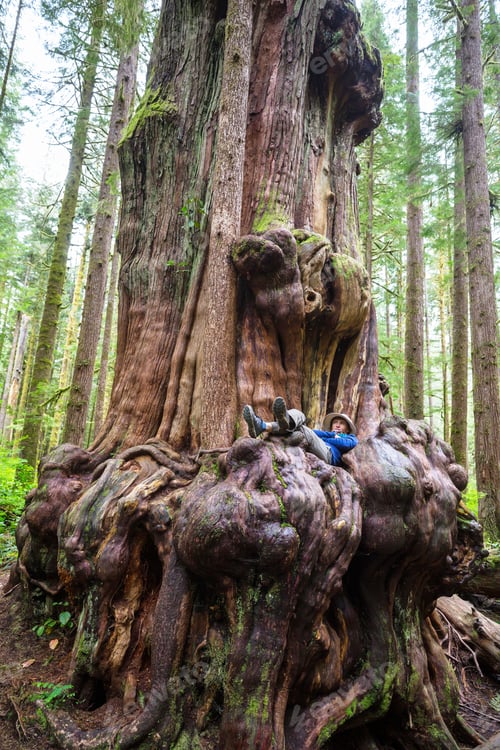 Preview: Forest on Vancouver island