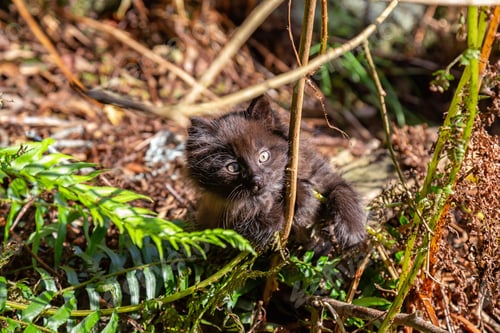 Preview: Cute little Kitten playing outdoors in the grass during a sunny day