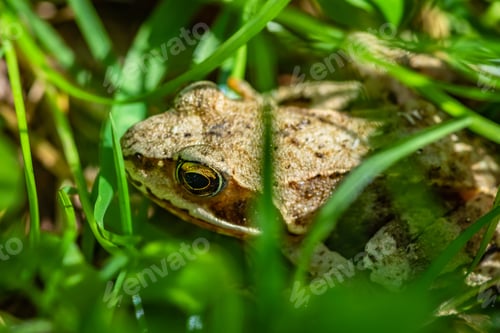 Preview: Selective focus shot of a frog in the middle of grass with a blurred background
