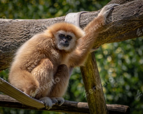 Preview: Cockeyed white-cheeked gibbon sitting while holding on a tree in the zoo