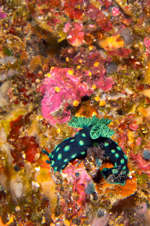 Preview: Sea Slug, Bunaken National Marine Park, Indonesia