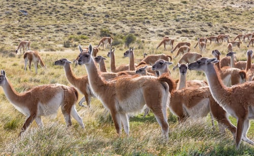 Preview: Guanaco