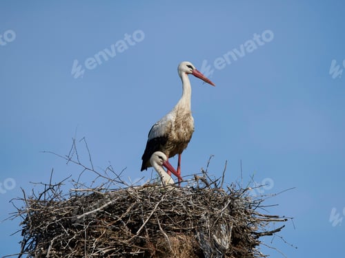 Preview: White stork (Ciconia ciconia)