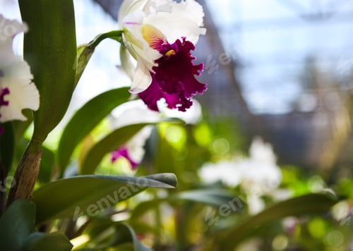Preview: Close up of a beautiful violet and white orchids