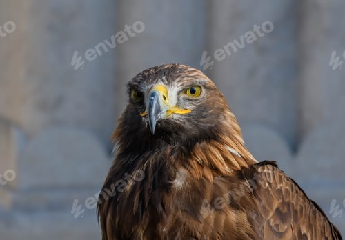 Preview: Close-up photo of golden eagle