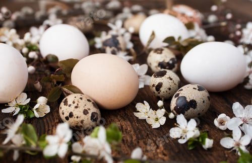 Preview: Close up of eggs and blooms