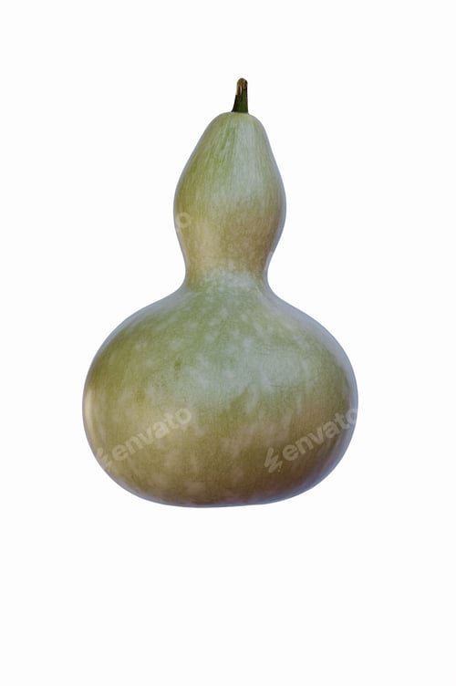 Preview: Bottle Gourd (Lagenaria Siceraria). Called White-Flowered Gourd, Calabash, Opo Squash And Long