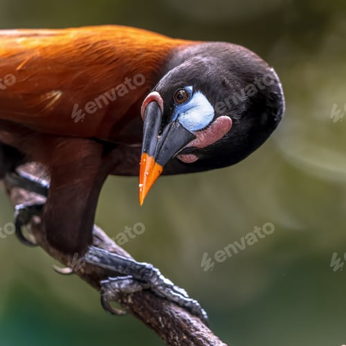 Preview: Montezuma oropendola fruit eating bird Costa Rica